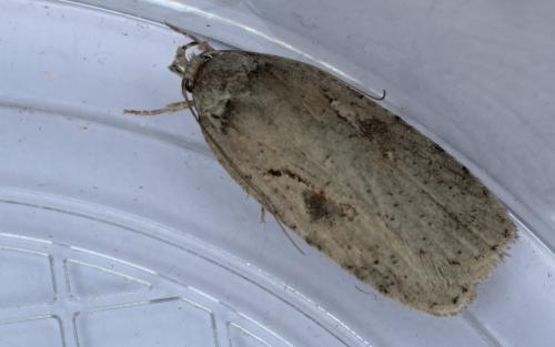 Réf. 283 797 : Agonopterix ocellana
